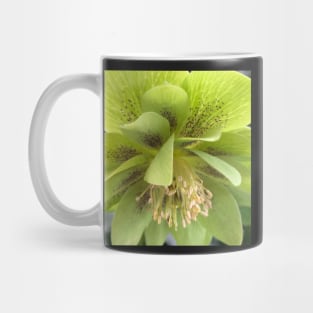 Refreshing Green Winter Hellebore for Deep Healing Mug